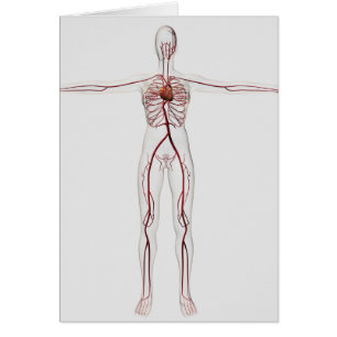 Ilustracion médico: System 3 circulatorio femenin