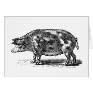 Ilustracion nacional del cerdo del vintage - cerdo