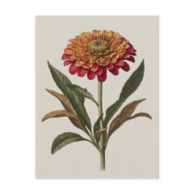 Ilustracion postal de una zinnia