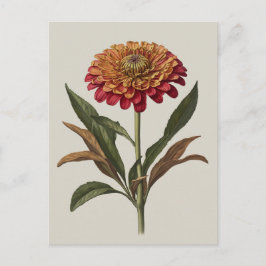 Ilustracion postal de una zinnia