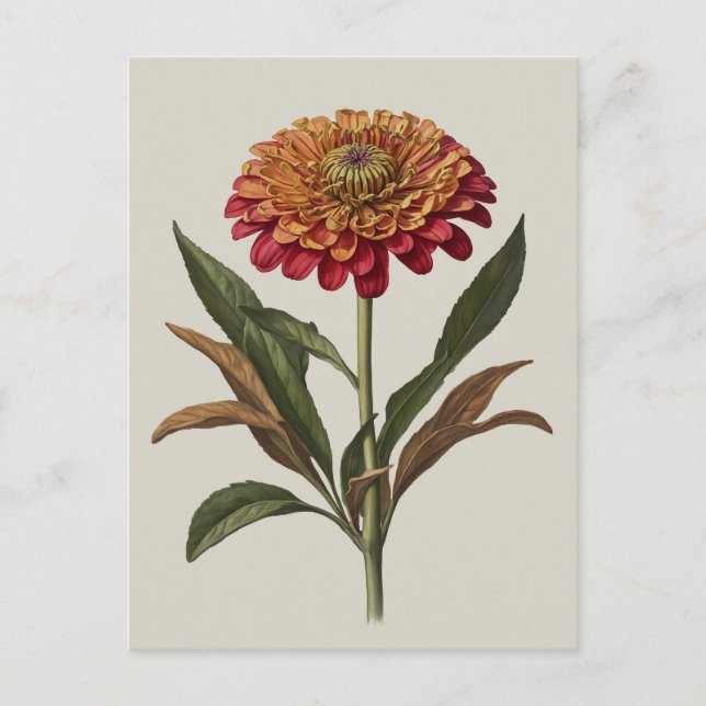 Ilustracion postal de una zinnia (Anverso)