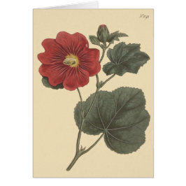 Ilustracion Seringapatam Hollyhock