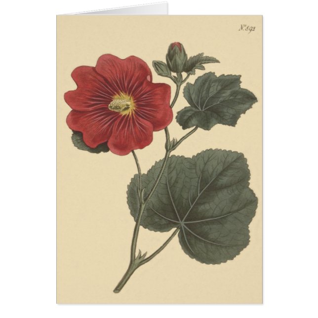 Ilustracion Seringapatam Hollyhock (Frente)