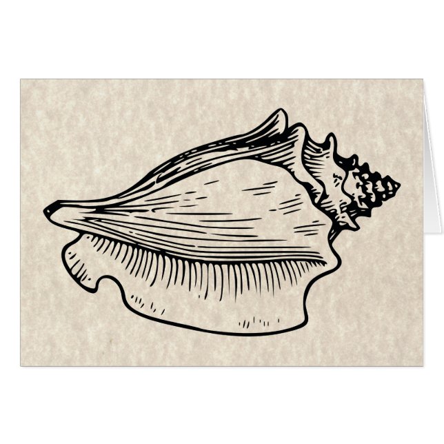 Ilustracion Vintage de Conch Shell (Anverso (Horizontal))