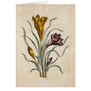 Ilustracion Vintage de Crocus Ploral Botánico