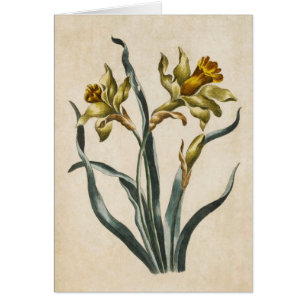 Ilustracion Vintage de Daffodil Froral