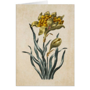 Ilustracion Vintage de Daffodil Froral