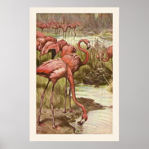 Ilustración Vintage de Flamencos en Impresión
