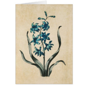 Ilustracion Vintage de Hyacinth