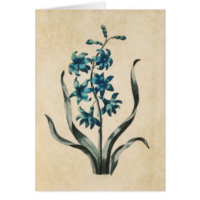 Ilustracion Vintage de Hyacinth (Frente)
