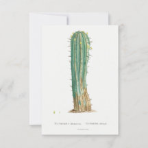 Ilustracion vintage de la planta de Cacti