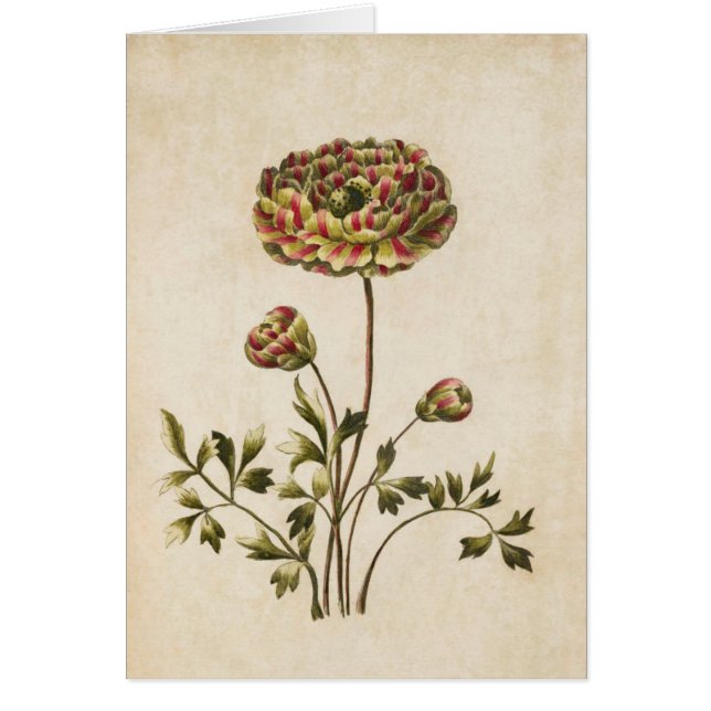 Ilustracion Vintage Froral Ranunculus (Frente)