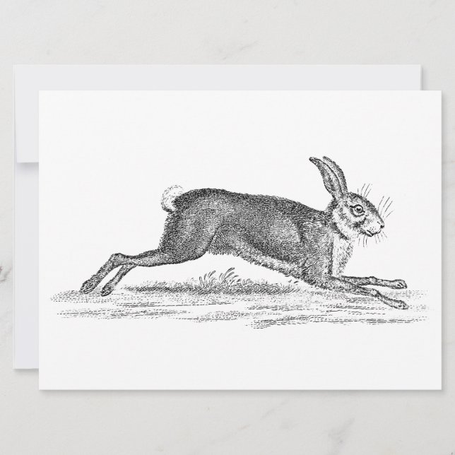 Ilustracion Vintage Hare Bunny Rabbit 1800 (Anverso)