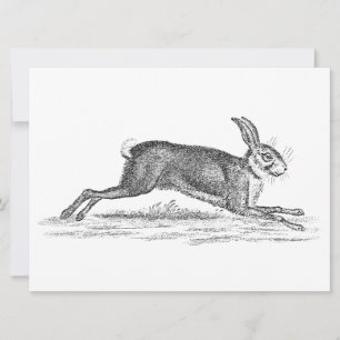Ilustracion Vintage Hare Bunny Rabbit 1800