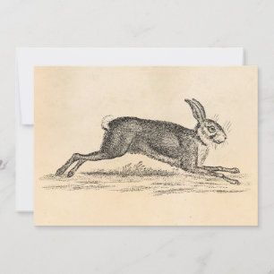 Ilustracion Vintage Hare Bunny Rabbit 1800