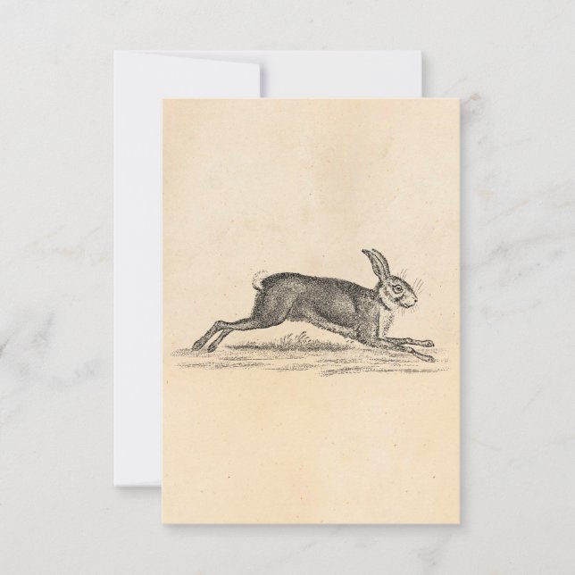 Ilustracion Vintage Hare Bunny Rabbit 1800 (Anverso)