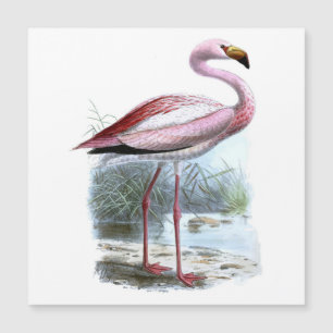 Ilustracion Vintage Puna Flamingo