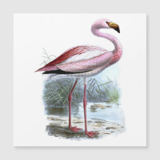 Ilustracion Vintage Puna Flamingo