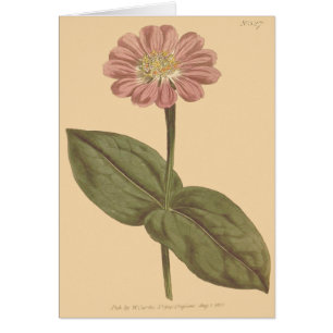 Ilustracion Zinnia de color violeta