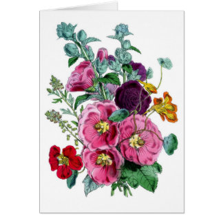 Ilustraciones botánicos de época Hollyhocks