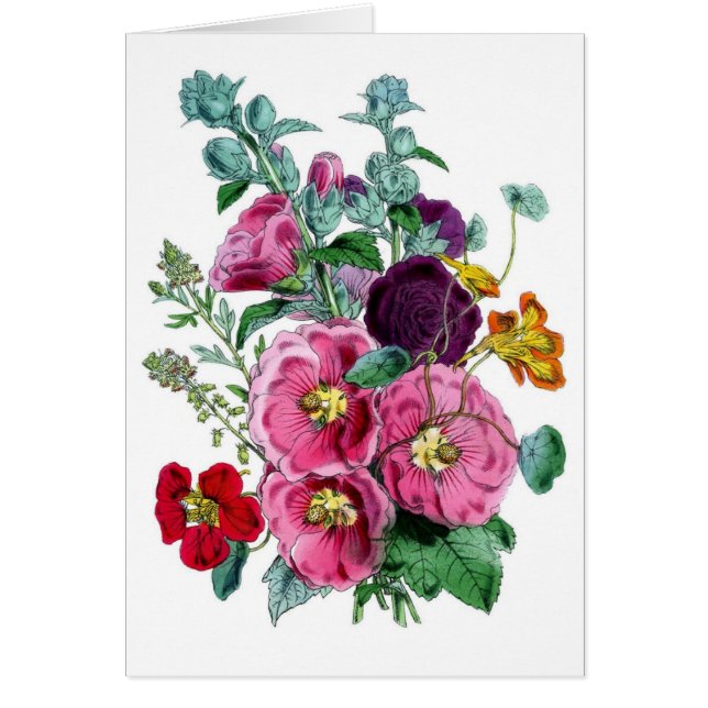 Ilustraciones botánicos de época Hollyhocks (Frente)