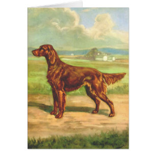 Ilustraciones del vintage - perro de Irish Setter,