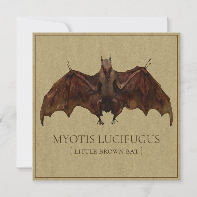 Imagen anticuada de murciélago (Anverso)