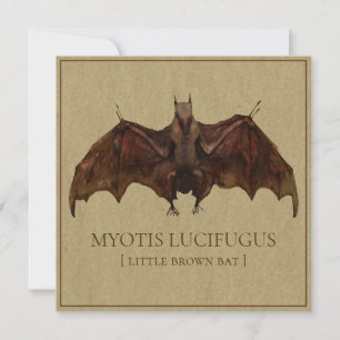 Imagen anticuada de murciélago