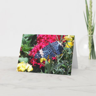 Imagen azul de la mariposa en tarjeta de