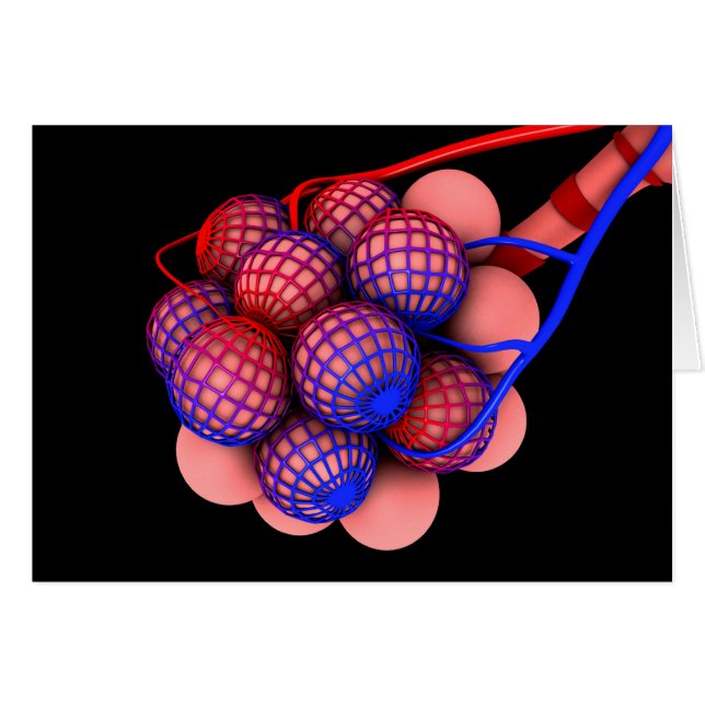 Imagen Conceptual De Alveoli 1 (Anverso (Horizontal))