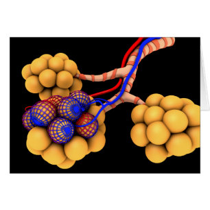 Imagen Conceptual De Alveoli 4