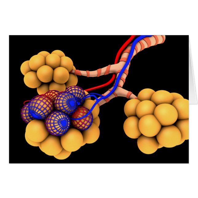 Imagen Conceptual De Alveoli 4 (Anverso (Horizontal))