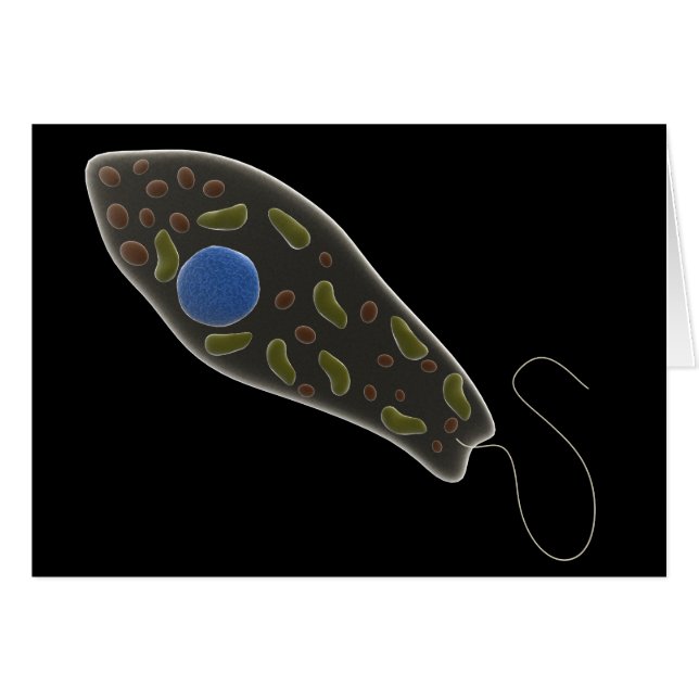 Imagen Conceptual De Euglena 1 (Anverso (Horizontal))