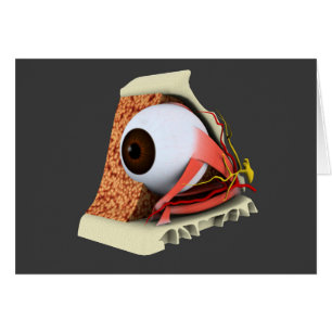 Imagen conceptual de la anatomía 1 del ojo humano