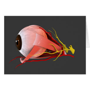 Imagen conceptual de la anatomía 2 del ojo humano