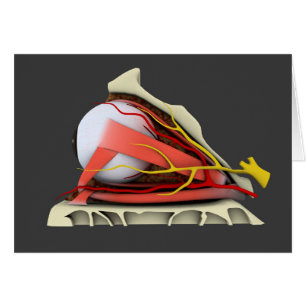 Imagen conceptual de la anatomía 3 del ojo humano