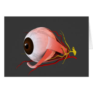 Imagen conceptual de la anatomía 5 del ojo humano