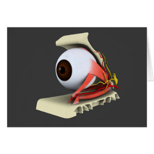 Imagen conceptual de la anatomía 6 del ojo humano