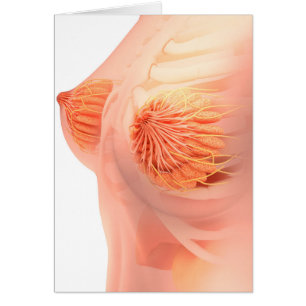Imagen conceptual de la anatomía femenina 1 del