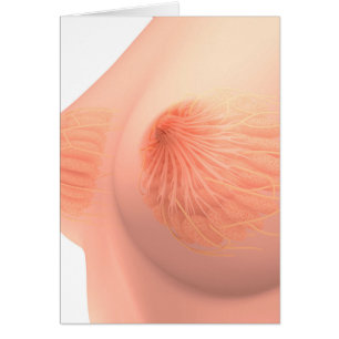 Imagen conceptual de la anatomía femenina 4 del