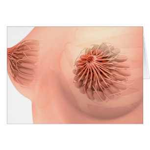 Imagen conceptual de la anatomía femenina 6 del