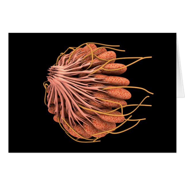 Imagen Conceptual De La Anatomía Materna Femenina (Anverso (Horizontal))