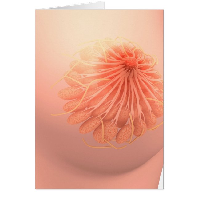Imagen Conceptual De La Anatomía Materna Femenina  (Frente)