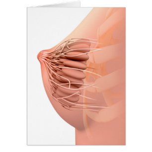 Imagen Conceptual De La Anatomía Materna Femenina 