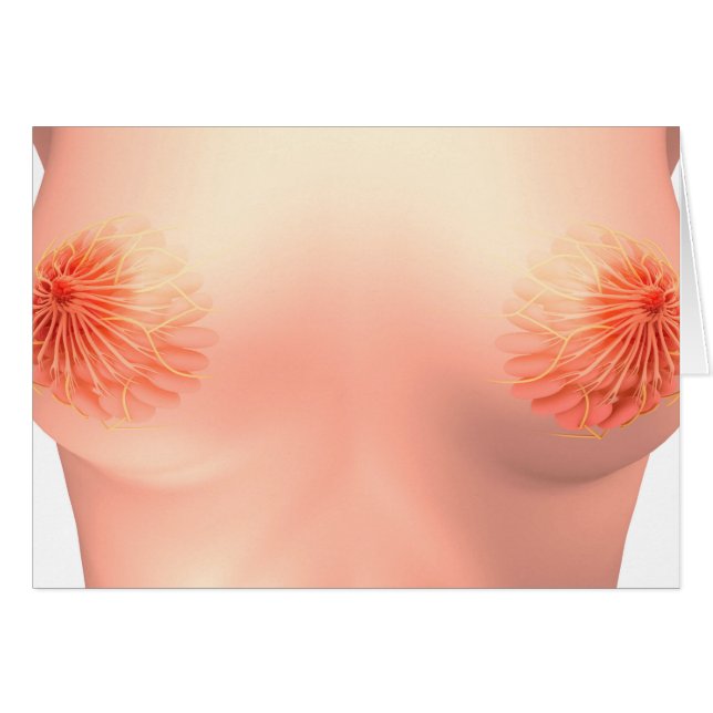 Imagen Conceptual De La Anatomía Materna Femenina  (Anverso (Horizontal))