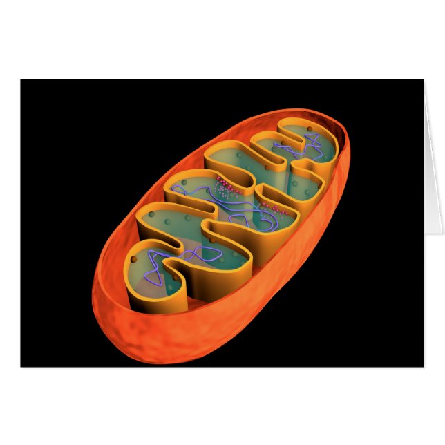 Imagen Conceptual De Mitochondria 3 (Anverso (Horizontal))