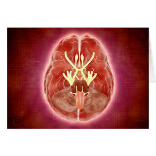 Imagen conceptual de nervios craneales en cerebro