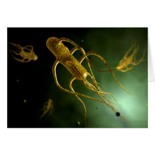 Imagen Conceptual De Salmonella Typhi 2
