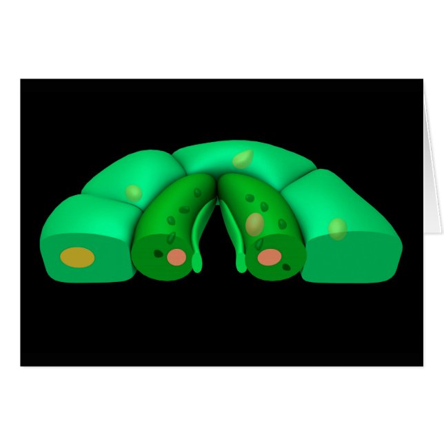 Imagen Conceptual De Stomata 2 (Anverso (Horizontal))