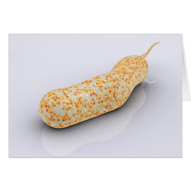 Imagen Conceptual De Vibrio Cholerae 3 (Anverso (Horizontal))